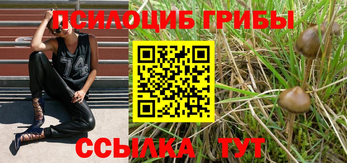 Псилоцибиновые грибы Psilocybe Белогорск